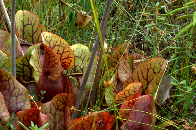 Purple Pitcher Plant (Sarracenia purpurea)