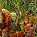 Purple Pitcher Plant (Sarracenia purpurea)