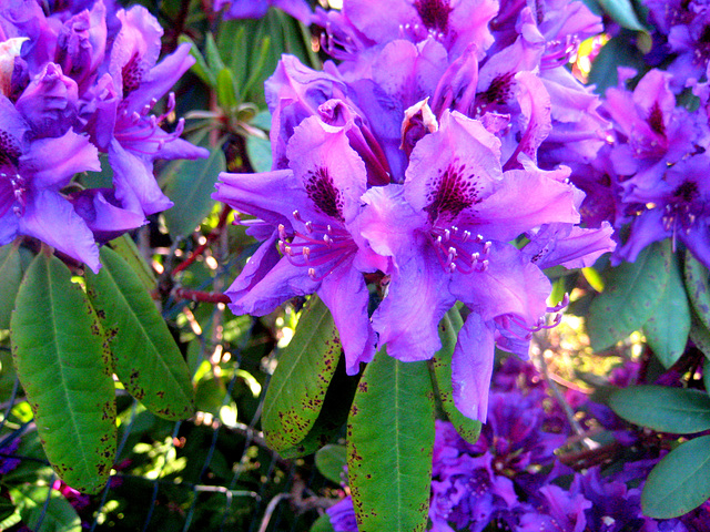 Rhododendron