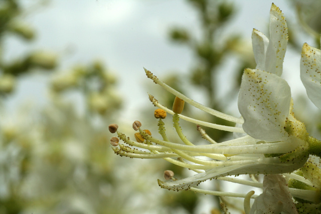 White Gas Plant (Dictamnus alba 'Albiflorus')