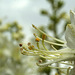 White Gas Plant (Dictamnus alba 'Albiflorus')