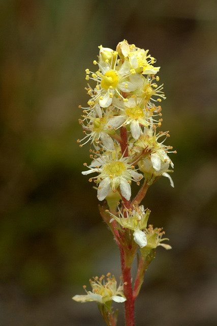 Partridgefoot (Luetkea pectinata)