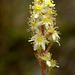 Partridgefoot (Luetkea pectinata)