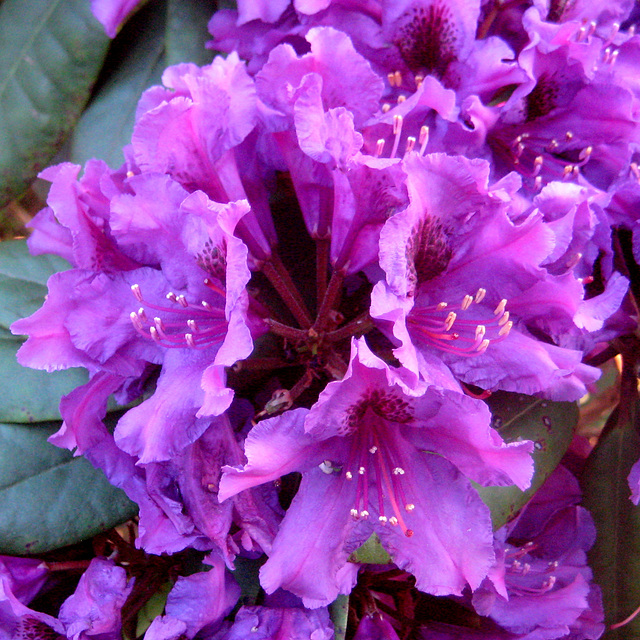 Rhododendron