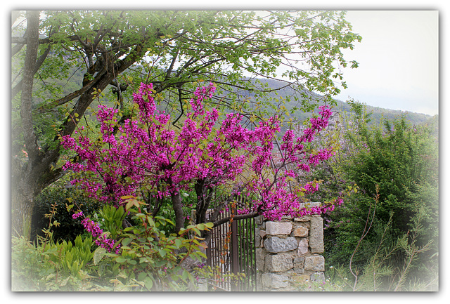 Cercis