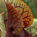 Purple Pitcher Plant (Sarracenia purpurea)