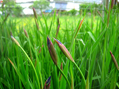 Knospen der Sibirischen Schwertlilie [Iris sibirica]