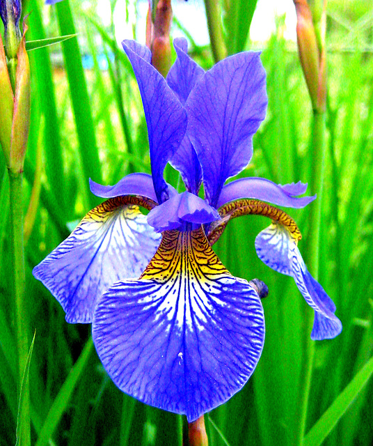 Sibirische Schwertlilie [Iris sibirica]