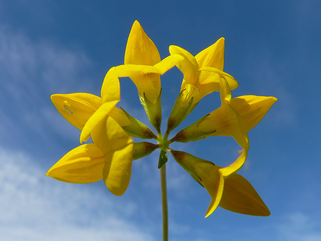 Bird's-foot Trefoil