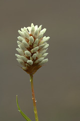 Partridgefoot (Luetkea pectinata)