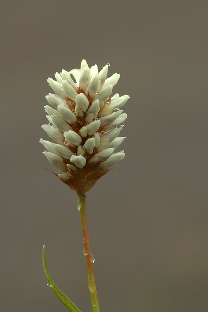 Partridgefoot (Luetkea pectinata)