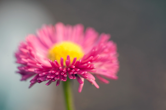 Surprising Details of the Hot Pink Matsumoto Aster