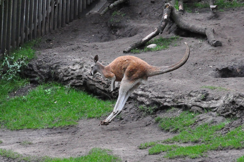 Emmen Zoo – Kangeroo