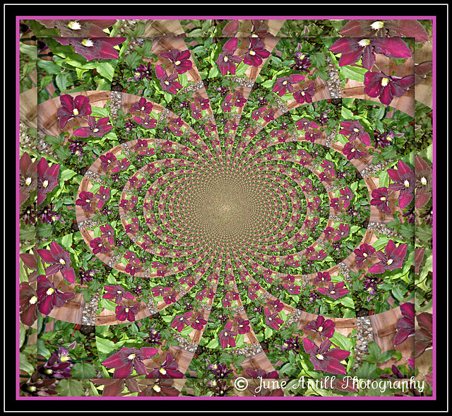Clematis Kaleidoscope