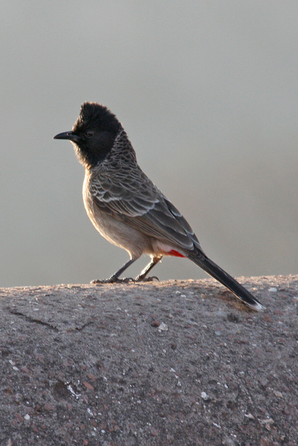 Red-vented Bulbul