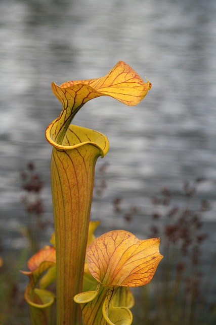 Yellow Pitcher Plant (Sarracenia flava)