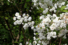 Spiraea prunifolia plena