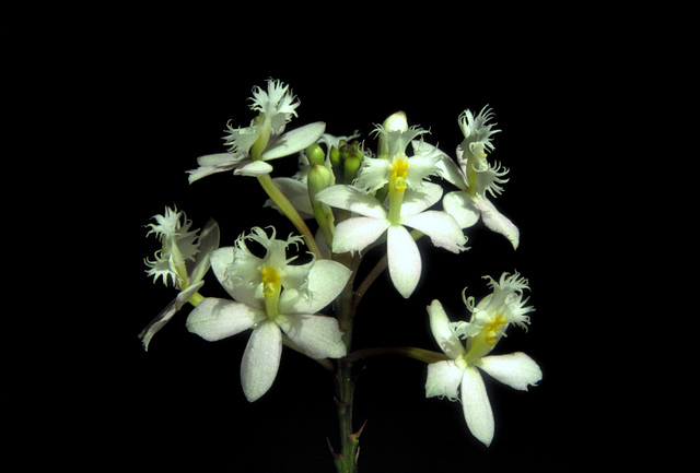 Epidendrum elongatum 'Snow Queen'