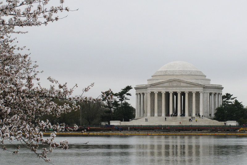 Cherry blossoms at the Jefferson Memorial