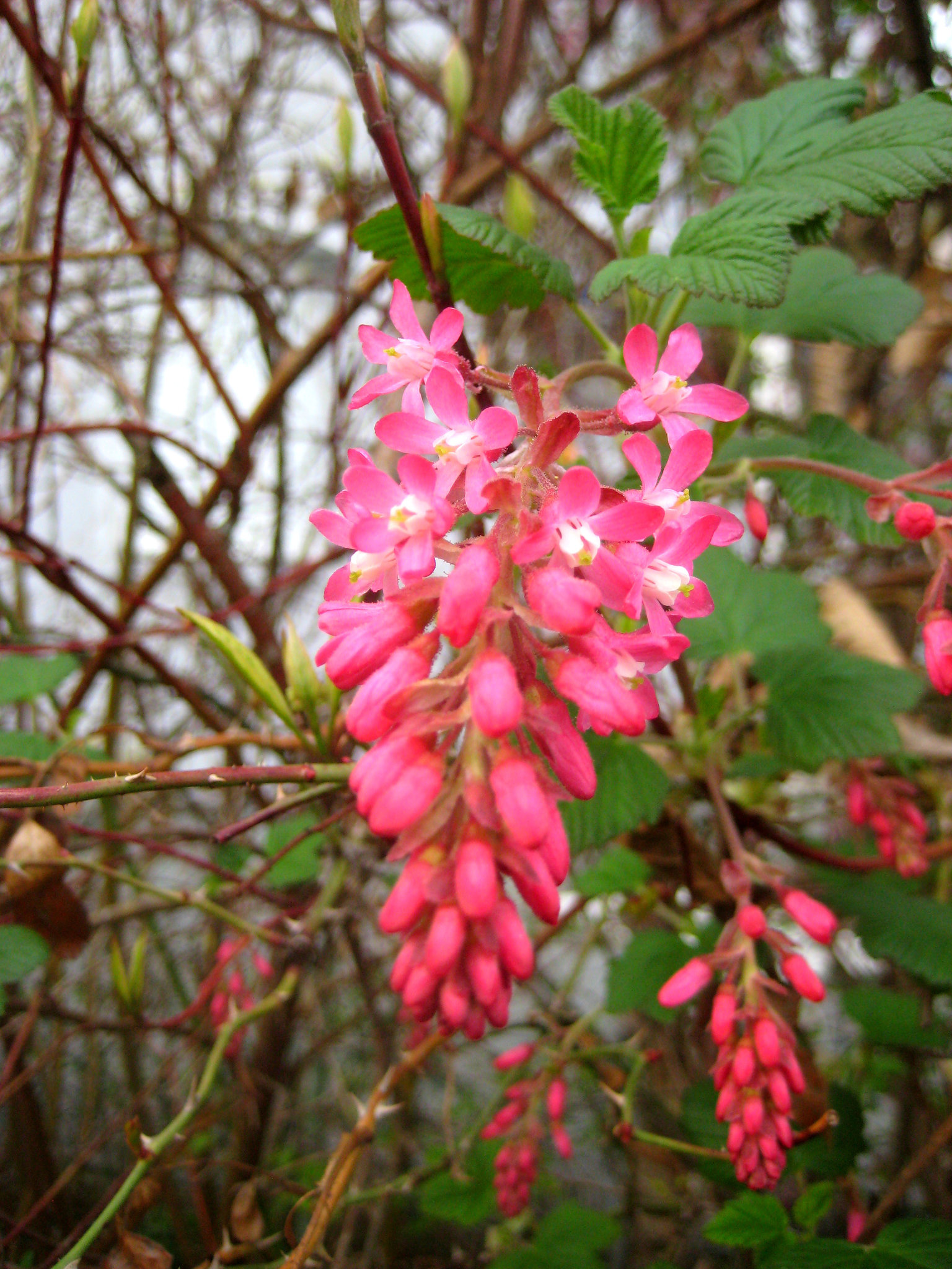 Blut-Johannisbeere [Ribes sanguineum]