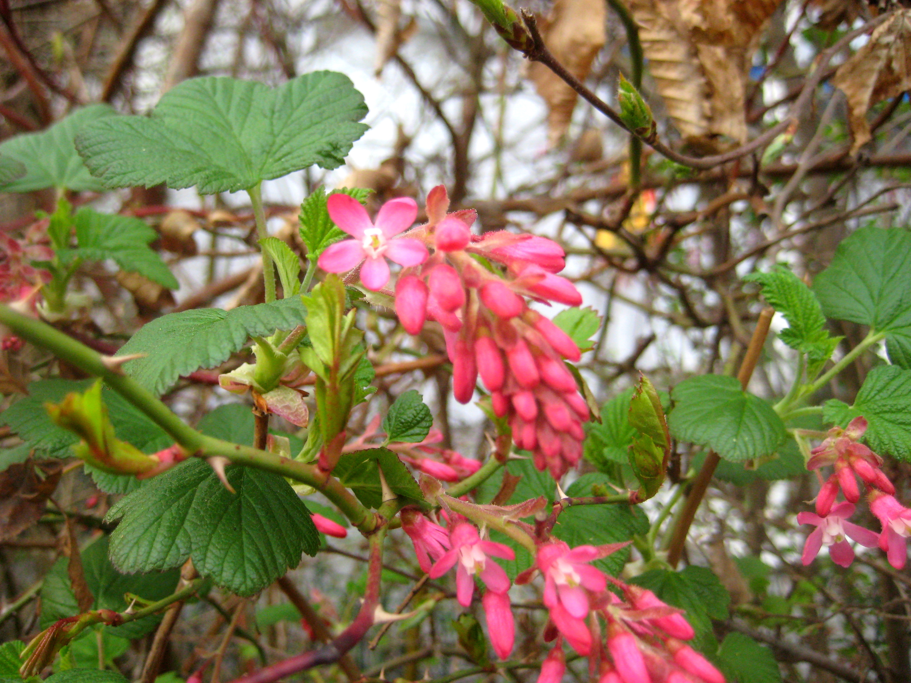 Blut-Johannisbeere [Ribes sanguineum]