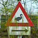 Geese go to the right