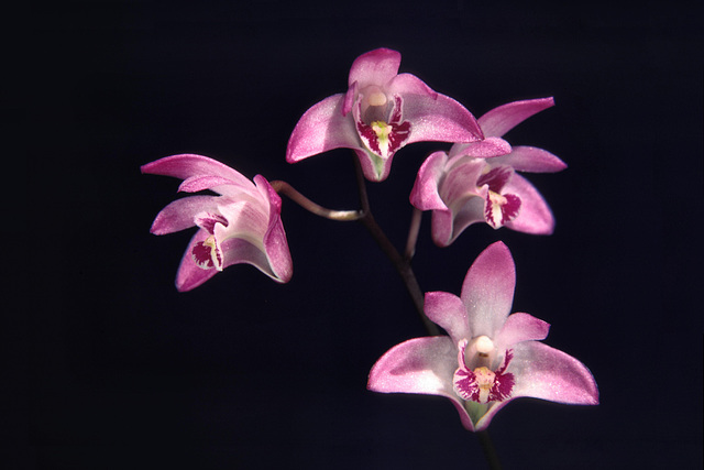 Dendrobium kingianum