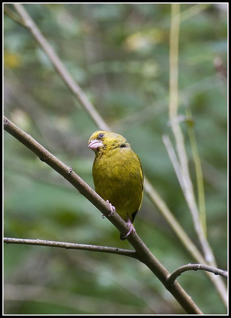 Greenfinch