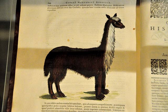 Museum Boerhaave – The Llama