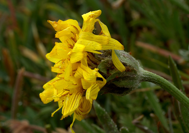 Olympic Mountain Groundsel (Senecio neowebsteri)