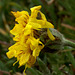 Olympic Mountain Groundsel (Senecio neowebsteri)