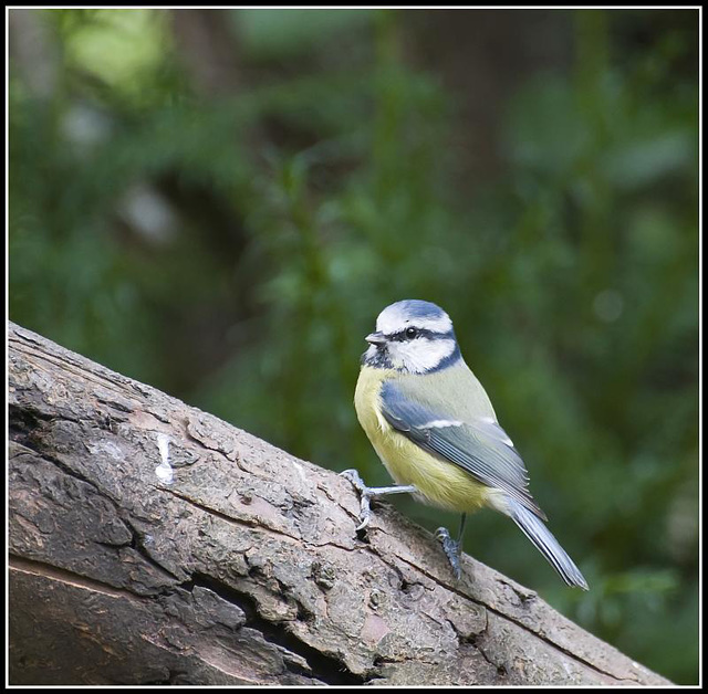 Blue Tit