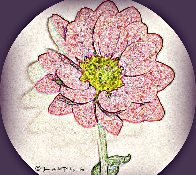 Gerbera in coloured pencil