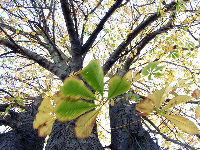 Underneath the spreading Chestnut tree