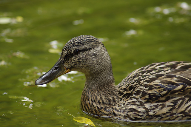 Im Stadtpark