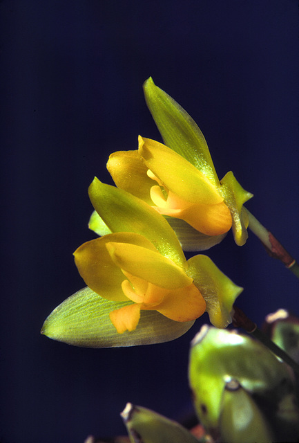 Lycaste aromatica