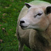 Green Sheep