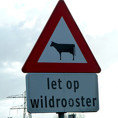 Watch out for a Wild Rooster and a Cow