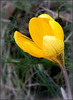 Crocus