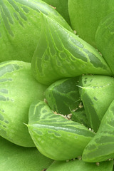 Haworthia cymbiformis cuspidata