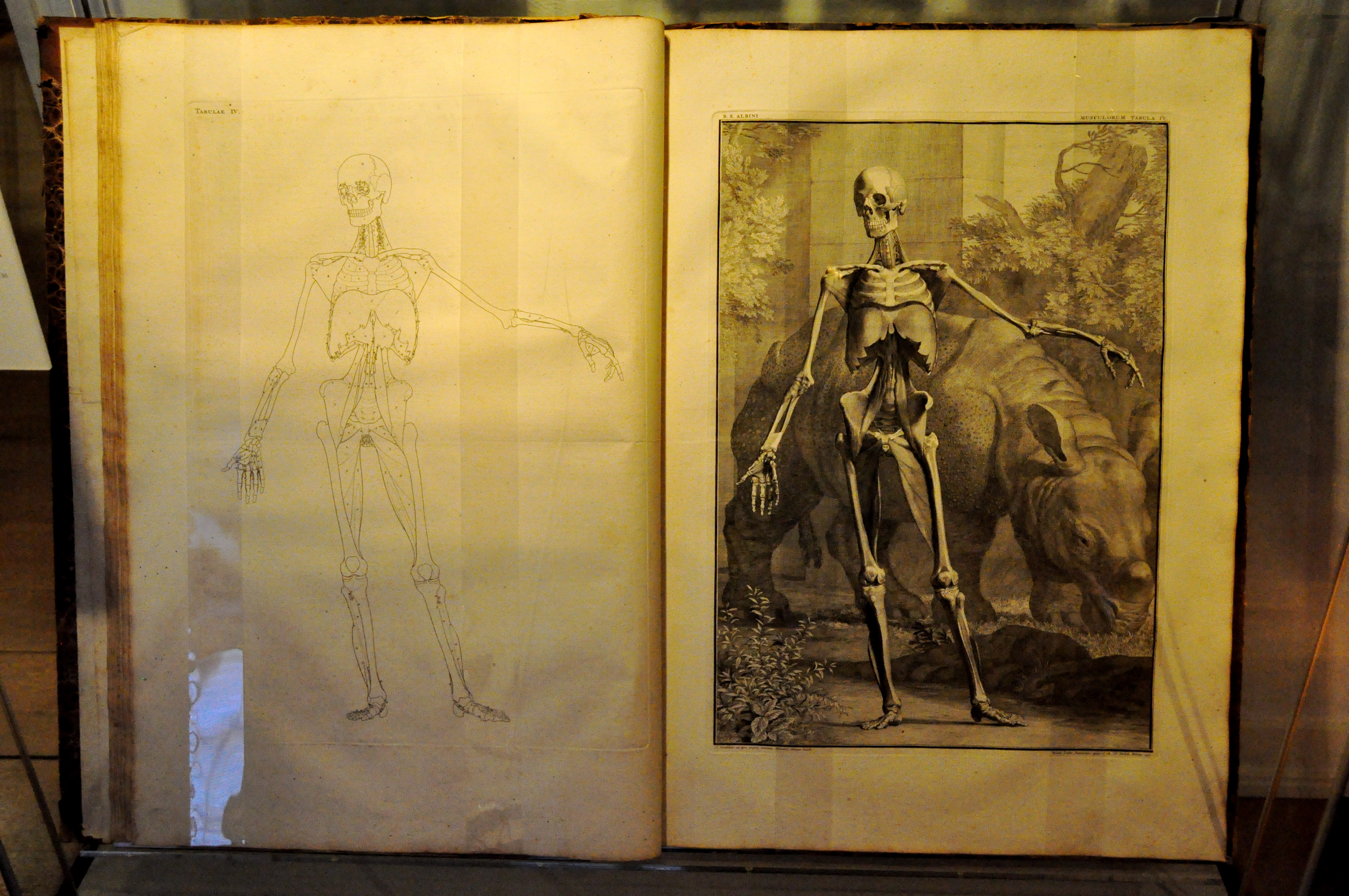 Museum Boerhaave – De humani corporis fabrica libri septem by Vesalius