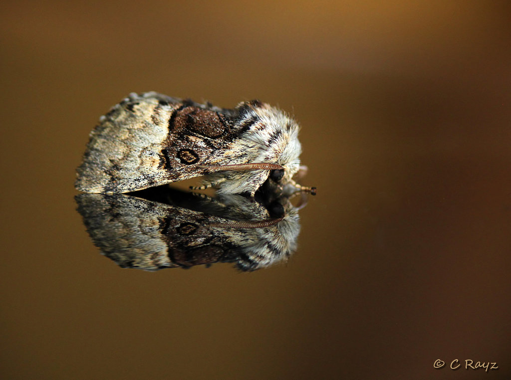 Nut-tree Tussock