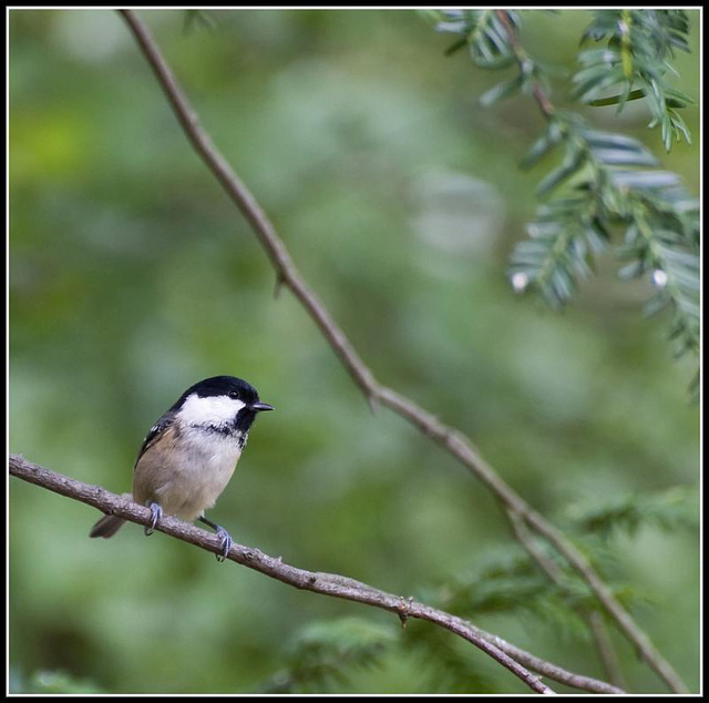 Coal Tit