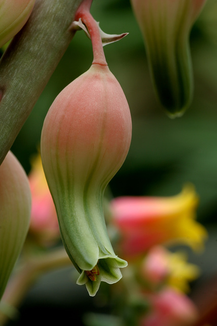 Gasteria bicolor var. bicolor