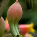 Gasteria bicolor var. bicolor