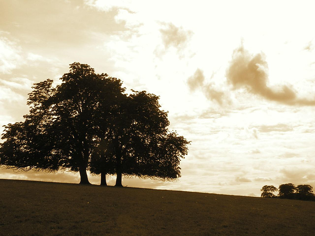 grounds and trees