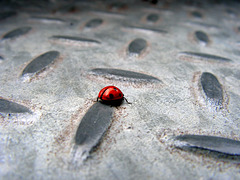 Lady bird