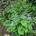 Brunnera (2)