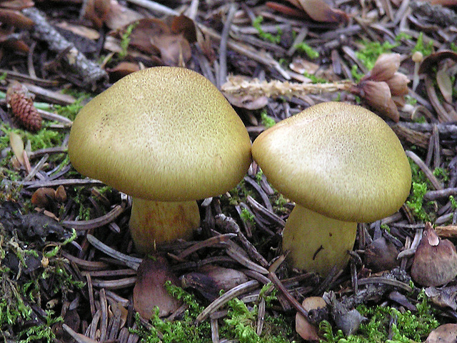 Green mushrooms