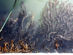 Venetian Seaweed